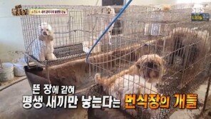 강아지 공장 뭐길래? 어깨넘어로 배운 일반인이 제왕절개 ‘충격 실태’