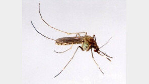 보건당국, 29일(오늘) 전국에 ‘일본뇌염’ 경보 내려