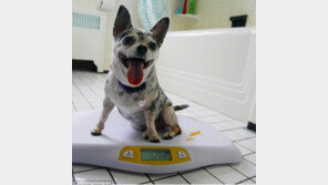 비만 치와와, 다이어트 성공 ‘비포 앤 애프터’ 공개…“깜찍해”