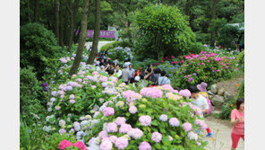 [엄마·아빠 어디가] 부산 태종대 태종사 수국축제