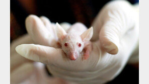 “필요악”vs“인간의 이기”…뜨거운 감자 ‘동물 실험’