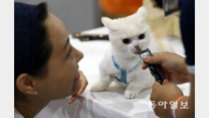 [청계천 옆 사진관] 나도 못먹는 한약인데… 고양이를 위한 축제