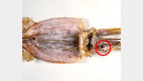 궁상민의 간식 ‘오징어입’은 어디에? “제일 맛있으면서 싼 부위”