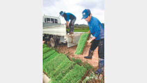 가뭄 탓에… 뒤늦은 모내기
