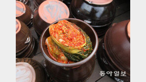 “김치 유산균, 위암 원인 ‘헬리코박터균’ 감염 억제 효과”