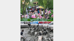 “푹푹 찌는 무더위, 이색 축제로 날리세요”