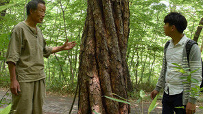 11그루가 한 그루처럼… 울산 희귀소나무 발견