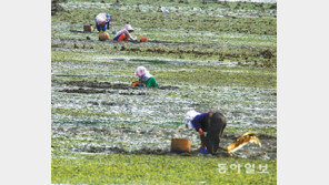 고흥 청정갯벌의 조개 채취