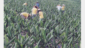 열대작물 울금, 비닐하우스 없이 재배