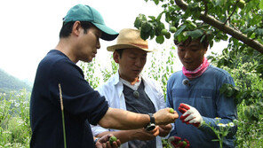 [오늘의 채널A] 착한 매실농사를 짓는 김병수 씨