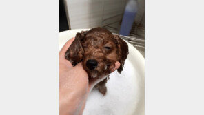 간식주고, 놀아주고…반려견도 즐거워야 목욕해요