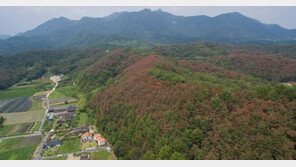 벌써 단풍?… ‘우박 폭탄’ 맞은 소나무 말라죽어