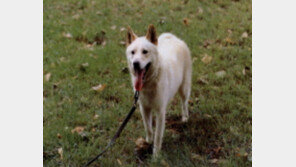 풍산개 어떤 특성 지녔나? 한번 주인 영원한 주인으로 여긴다는 견종이…