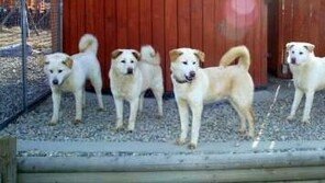 70대 할머니, 기르던 풍산개에 물려 숨져…풍산개는 어떤 견종?