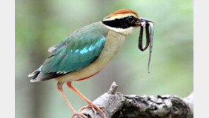 멸종위기 팔색조, 어린 뱀 잡는 모습 첫 포착