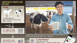 소 몸속에 ‘IoT캡슐’… SKT가 연 스마트 축산