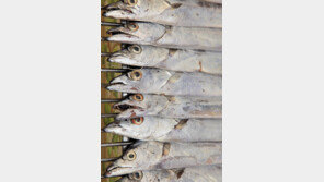 갈치 풍년, 20년만에… 어획량 작년의 5배 가까이로 늘어