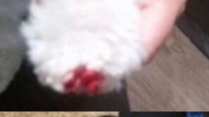 “강아지· 애들 소리 시끄러” 주택가 인근 공원 잔디밭에 압정 수백개 ‘휙휙’