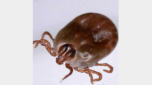 이른 더위 타고… 벌레가 몰려온다