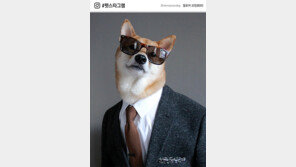 SNS 달구는 ‘펫스타’들 “인기비결? 잘생긴 외모죠, 멍”