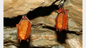 ‘황금박쥐’ 게놈 첫 해독… “빙하기 적응못해 멸종위기”