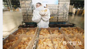 스페인산 병아리 수입