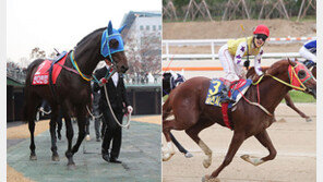 인디언킹 파워 VS 로열루비의 탄력 격돌