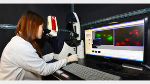 “줄기세포 효과, 이젠 눈으로 확인한다”
