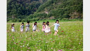 안동 길안천 코스모스