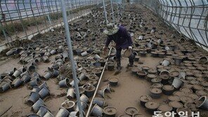 “최악 가뭄 지나니 최악 물난리… 올 농사 끝났어”