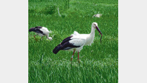 예산황새공원 자연 방사된 황새들 잘자란다