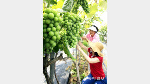 청포도가 익어가는 여름