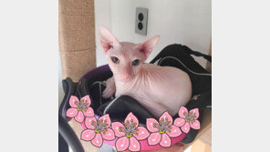 설리, 고양이 학대 논란에…“좀 웃어도 되냐?ㅋㅋ”