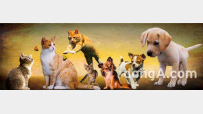 반려동물 탈취제·물티슈서 CMIT·MIT 성분 검출…사람 2차피해 우려