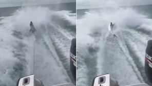 [영상]산 상어 매달고 고속 질주하는 보트, ‘잔인’… “굉장히 충격적”