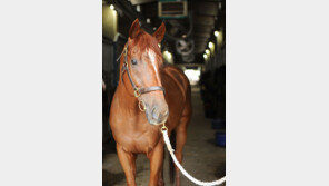 장거리 데뷔 ‘빅트리오’ 4연승 도전장