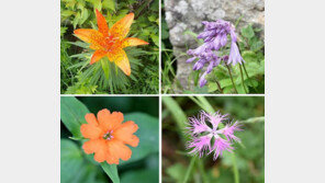 멸종위기 ‘날개하늘나리’ 등 지리산 노고단 야생화 만발