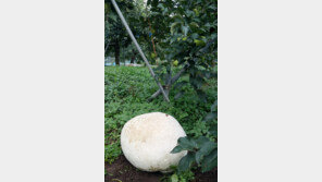 세계적 희귀종 댕구알버섯 또 발견, 뭐 했냐고? “술 담궜지”