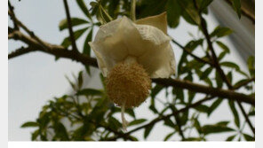 ‘어린왕자’의 바오밥나무, 국내서 처음으로 꽃 피워