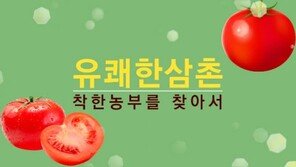 [da clip]속이 알차고 당도 높은 ‘자연수정 토마토’가 온다