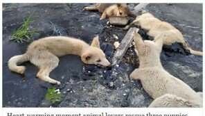 타르 구덩이에 빠진 강아지 7마리…무슨 일?