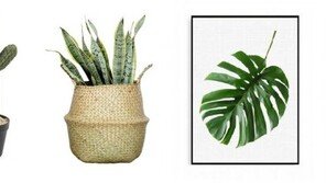 여름철 불쾌지수 낮추는 ‘플랜테리어’ 인기