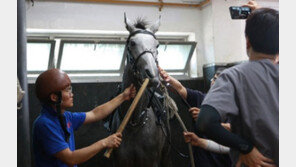 렛츠런 부경, 사전 건강검진 시스템 구축…경주마 복지 사람 뺨치네