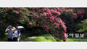 만개한 배롱나무 ‘붉은 유혹’