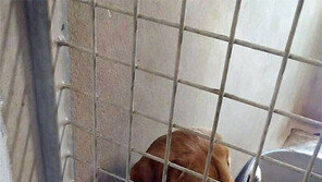 [동아일보·채널A 공동취재]프랑스가 개들의 천국?… 하루 1000마리씩 버림받는 신세 