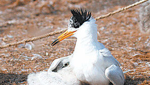 멸종위기종 ‘뿔제비갈매기’ 2년 연속 국내서 번식