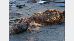 머리 잘리고 가죽 벗겨진 채 버려진 북극곰 6마리 ‘참혹’…대체 누가?