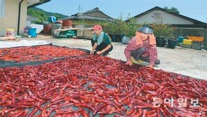 파란 하늘… 빨간 고추