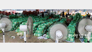 무더위에 배추 물러지지 않게… 선풍기 총동원