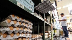 유럽 ‘살충제 계란’ 공포 확산…국내도 벨기에산 가공 제품 유통 
